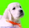 Видео на сайте! Идеальная собака для всей семьи, щенки золотистого ретривера.